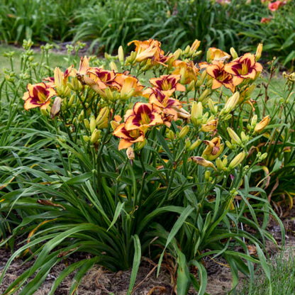 Hemerocallis Rainbow Rhythm &