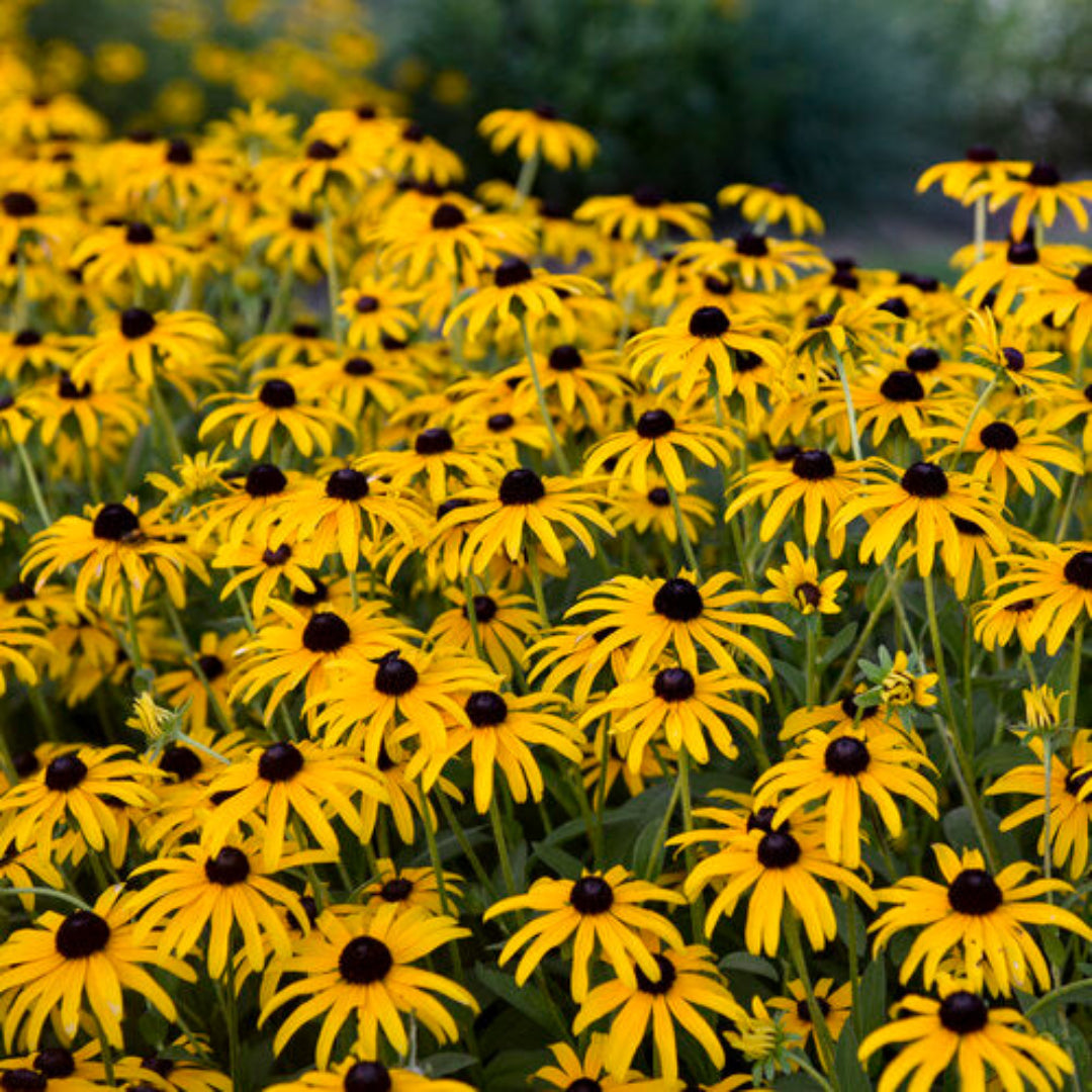 Rudbeckia &