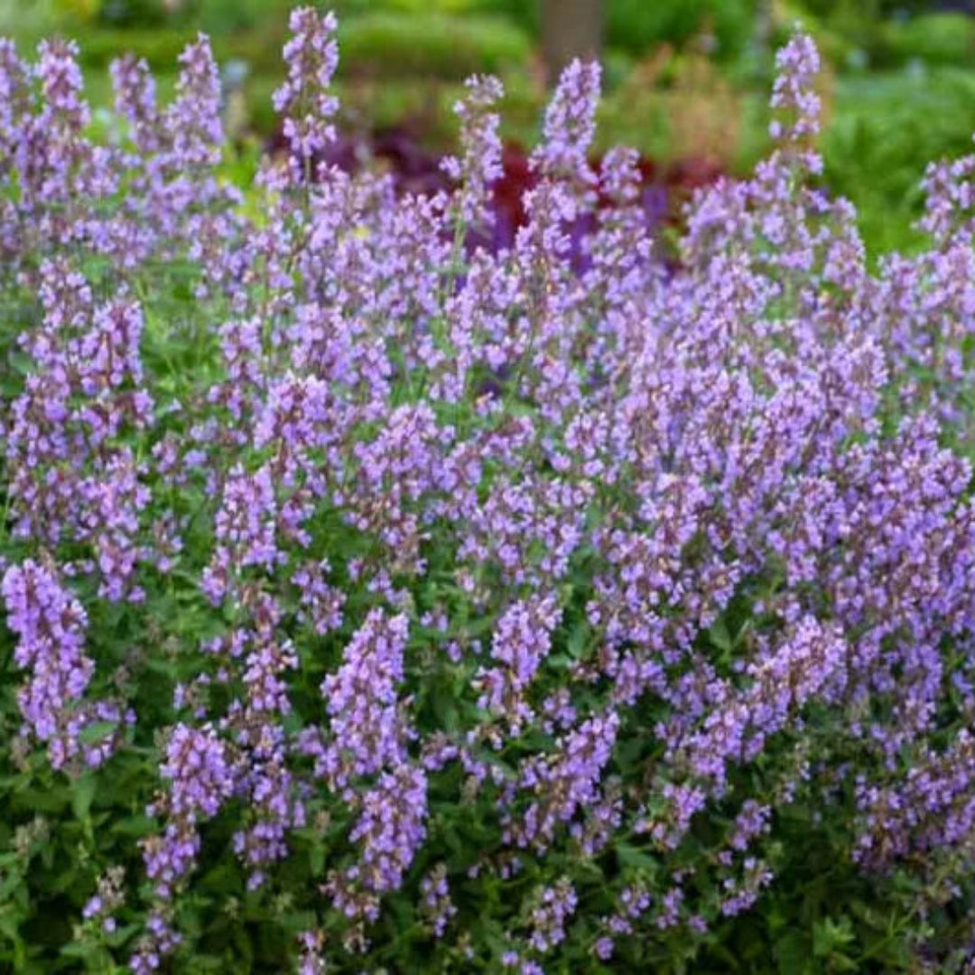 Nepeta Faassenii &