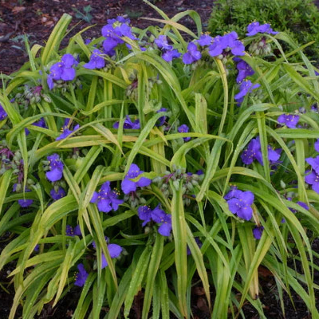 Tradescantia X &