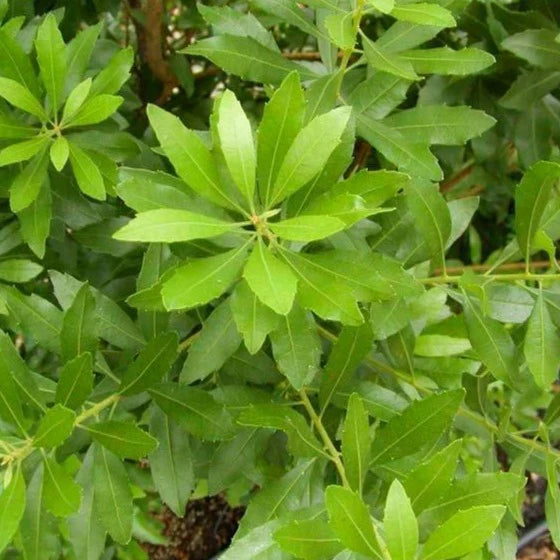 Wax Myrtle – Evergreen Shrub for Hedges