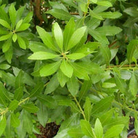 Wax Myrtle – Evergreen Shrub for Hedges