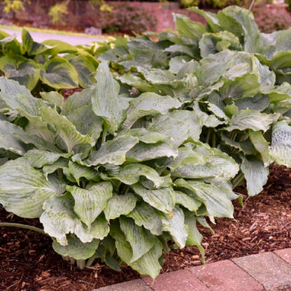 Hosta Shadowland &