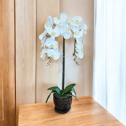 Elegant White Orchid in Black Ceramic Pot – Perfect Gift for Any Occasion
