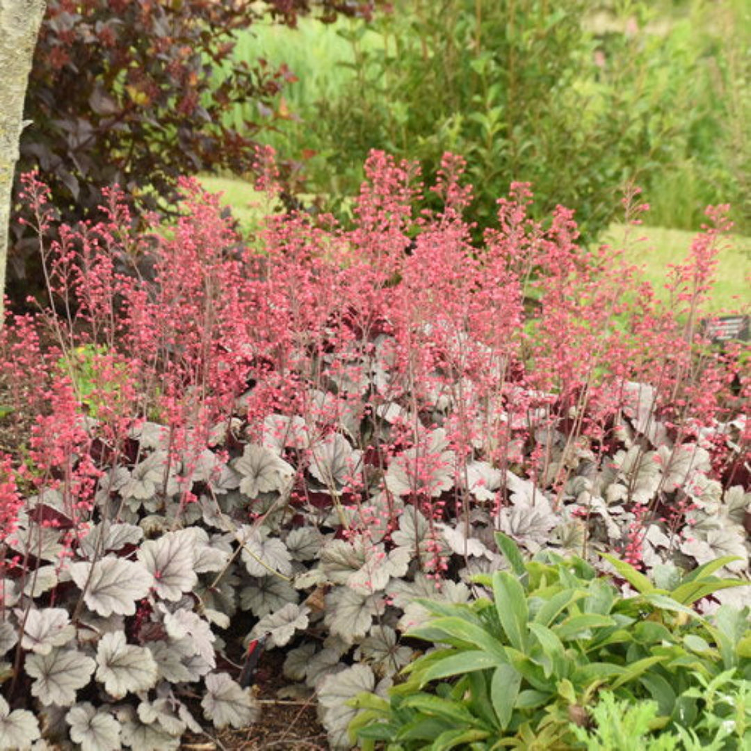 Silver Gumdrop Ppaf Coral Bells Proven Winners