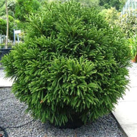 Globosa Nana