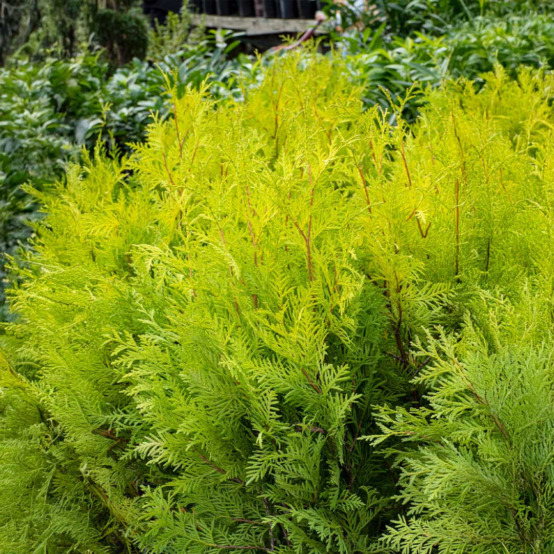 Yellow Ribbon Arborvitae
