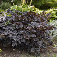 Astilbe chinensis 'Dark Side of the Moon' (False Spiraea)