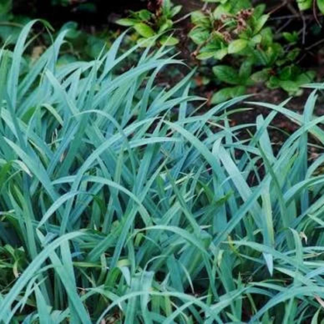 Carex Laxiculmis Hobb