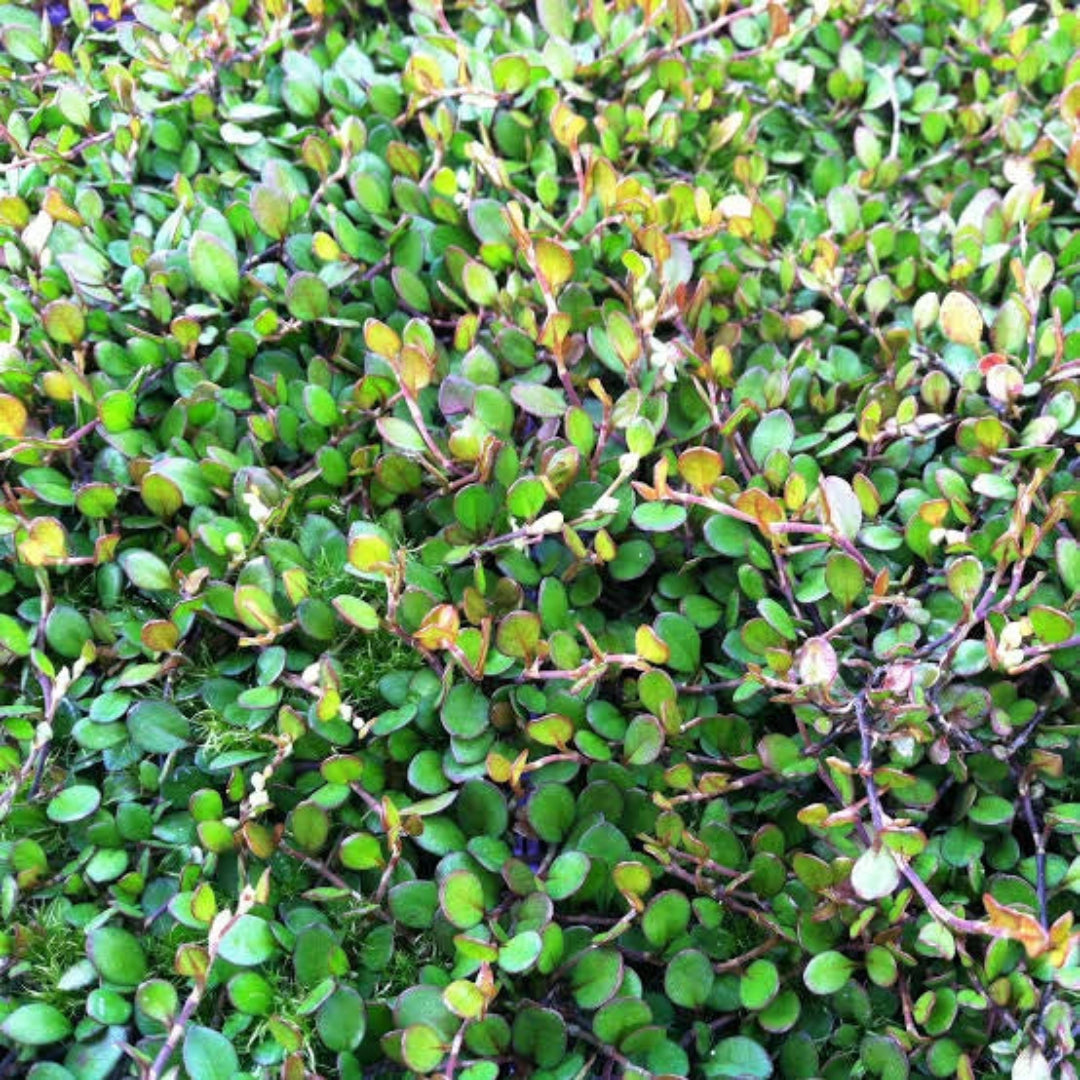Muehlenbeckia &