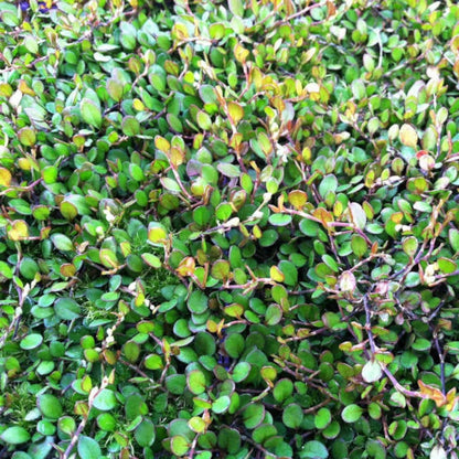 Muehlenbeckia &