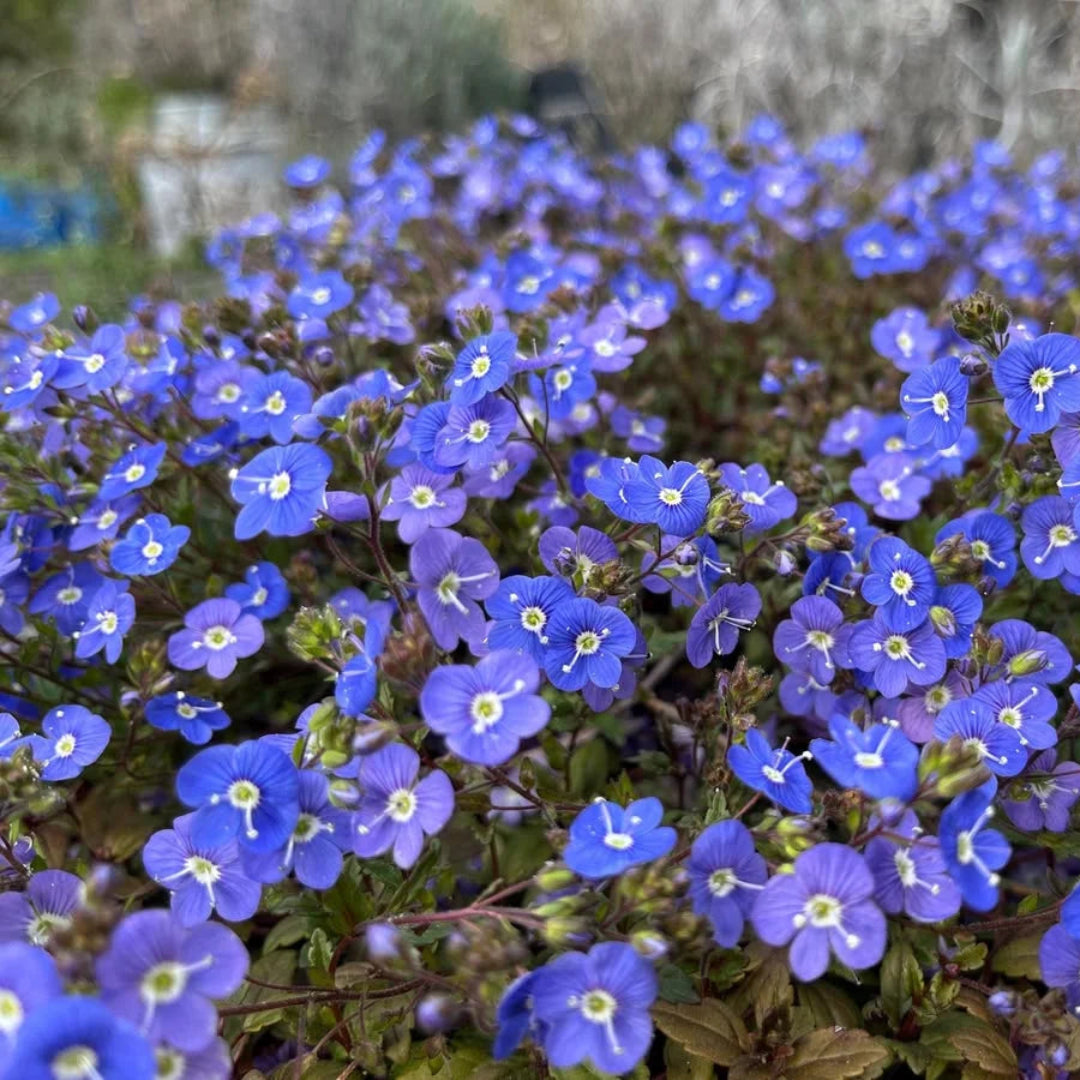 Veronica peduncularis &