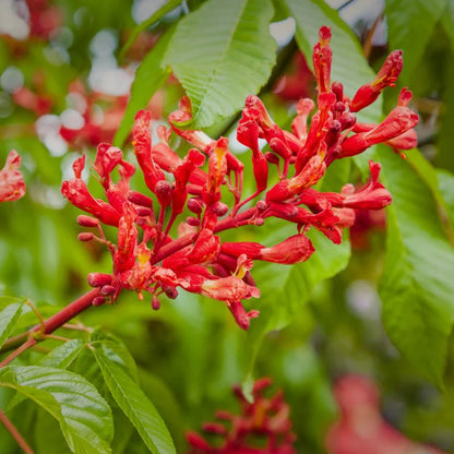Red Buckeye Plant