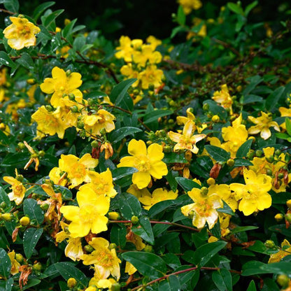 Hypericum Hidcote