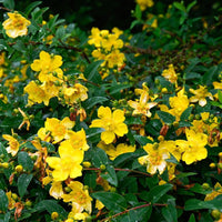Hypericum Hidcote