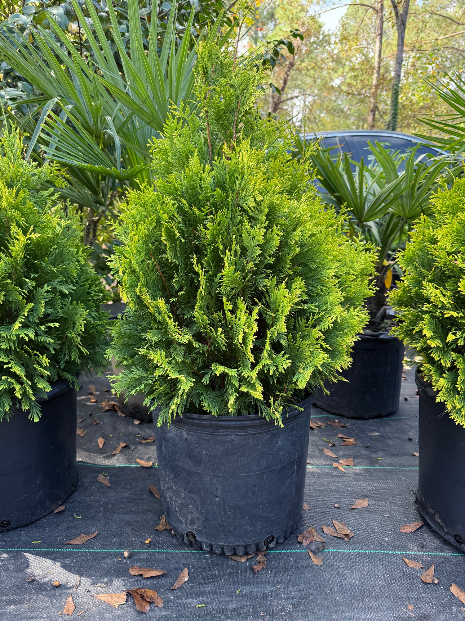 George Peabody Arborvitae