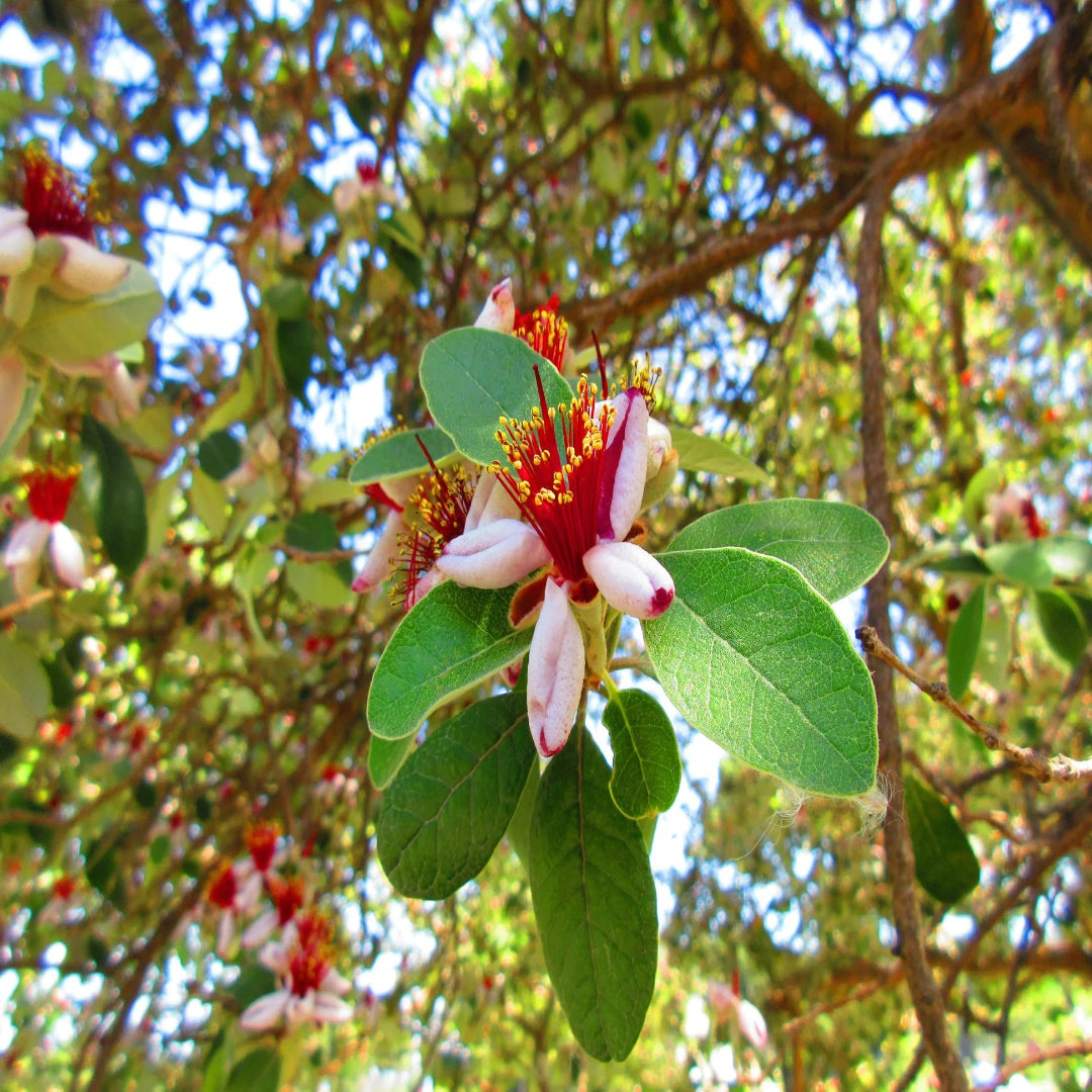 Pineapple Guava
