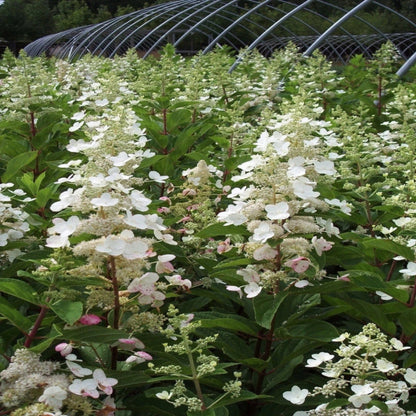 Tardiva Hydrangea in Full Bloom for Late Season Color