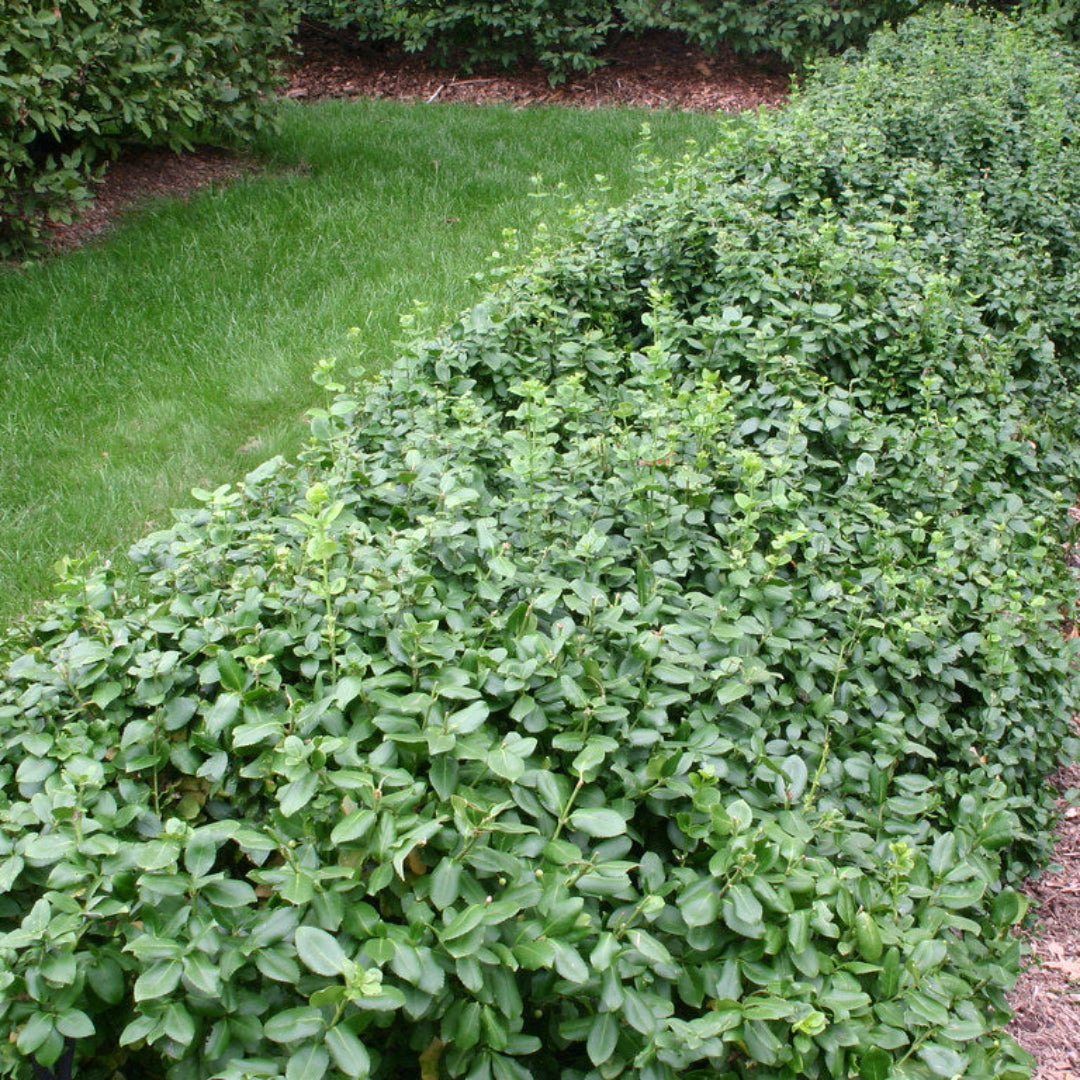 Euonymus fortunei evergreen climbing vine
