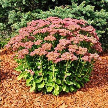 Sedum &