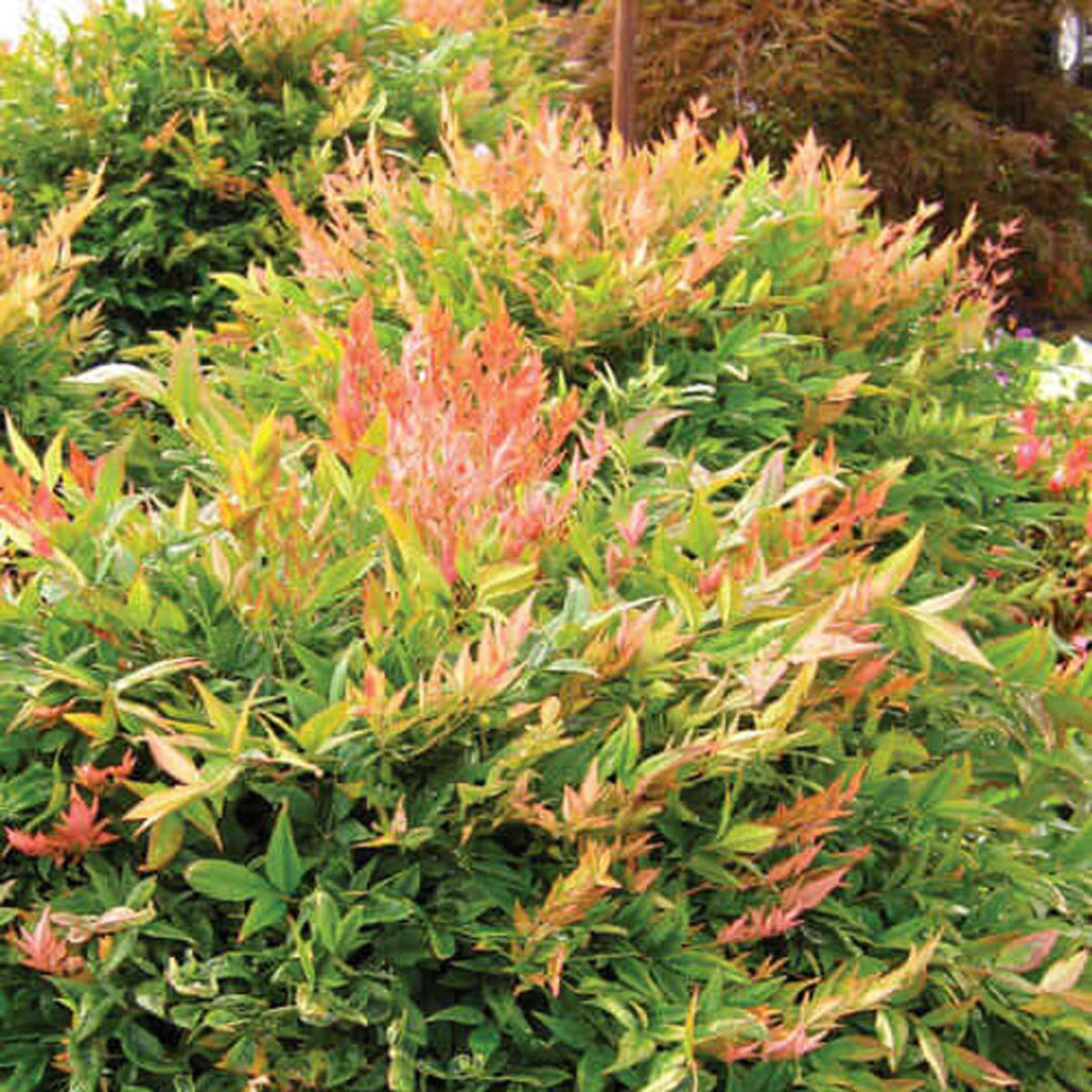 Buy Nandina Gulfstream Plants & Trees Online