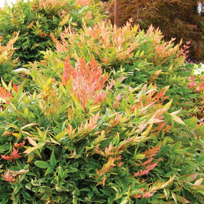 Nandina Gulfstream