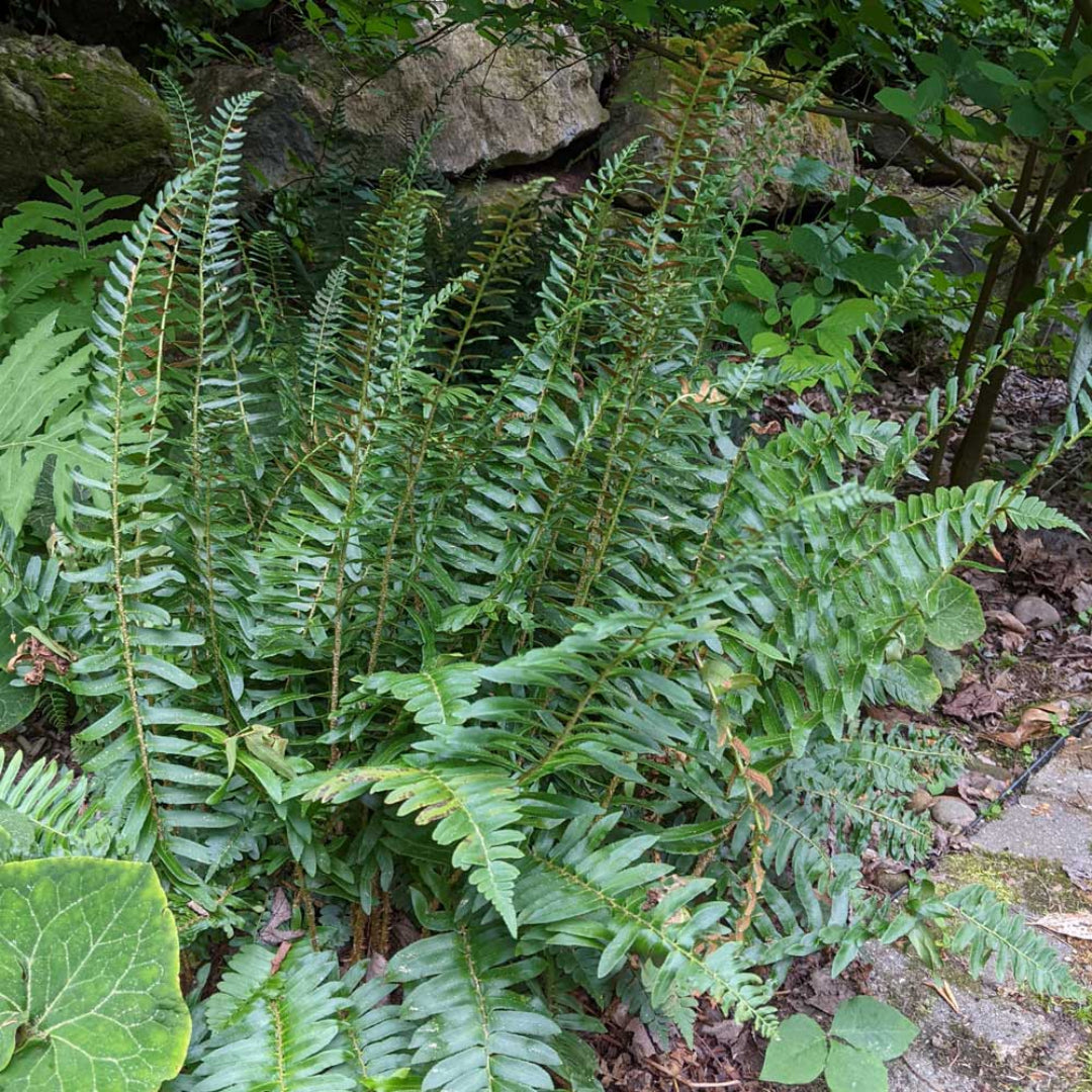 Polystichum Acrostichoides Christmas Fern - [CG]