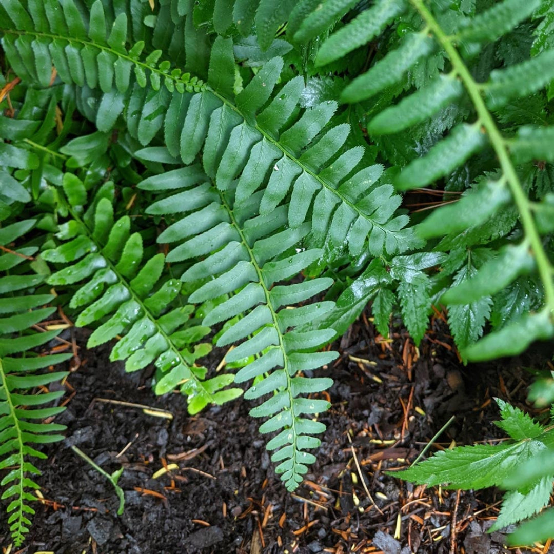 Christamas Fern