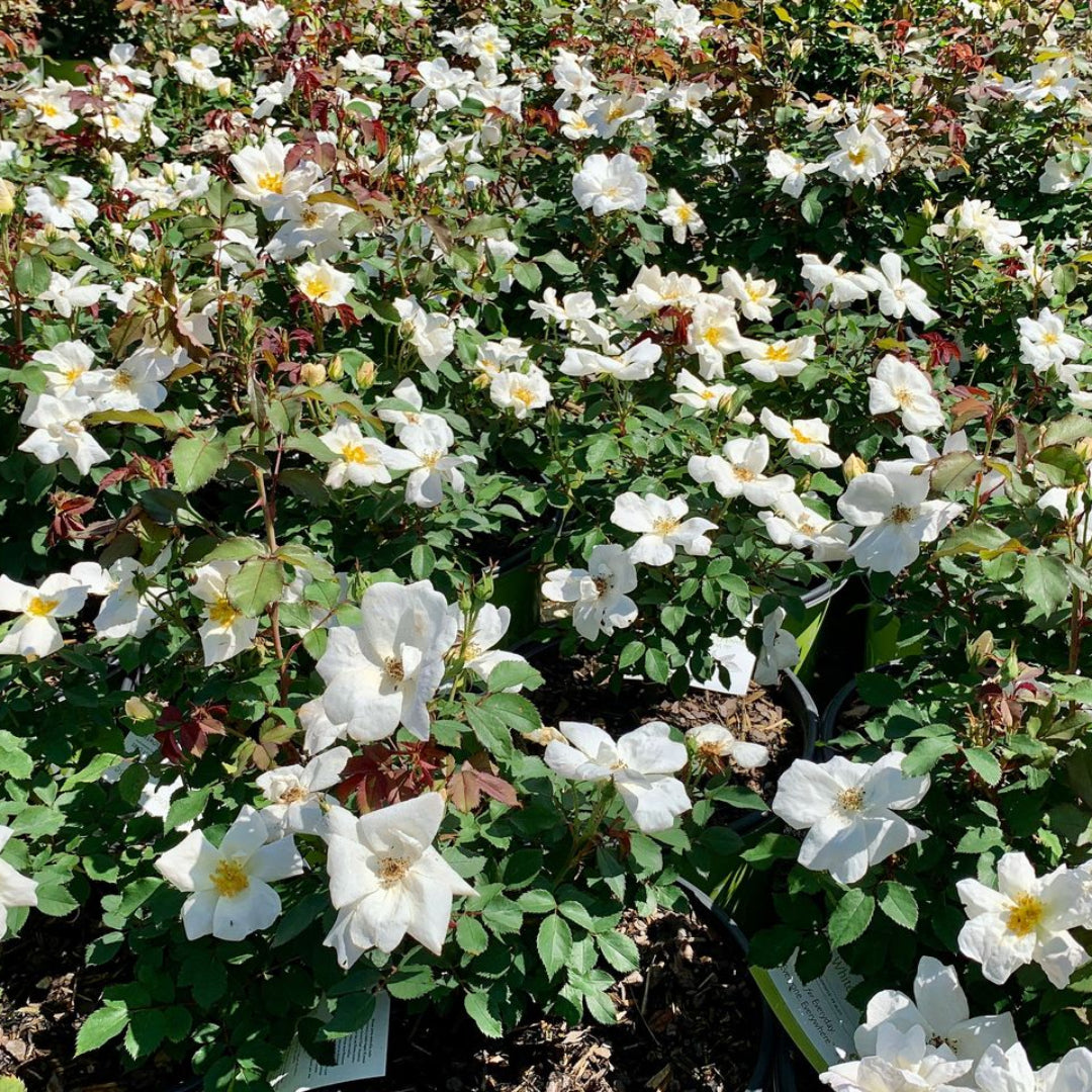 White Knockout Rose