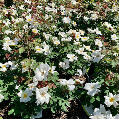White Knockout Rose