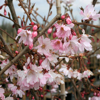 Autumnalis Cherry Tree