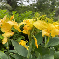 Canna Lily yellow variety growing in container garden pot