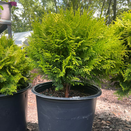 Cham Crippsii  Golden Hinoke Cypress