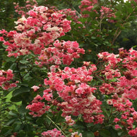 Peppermint Crape Myrtle