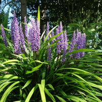 Classic Blue Liriope perennial groundcover plant