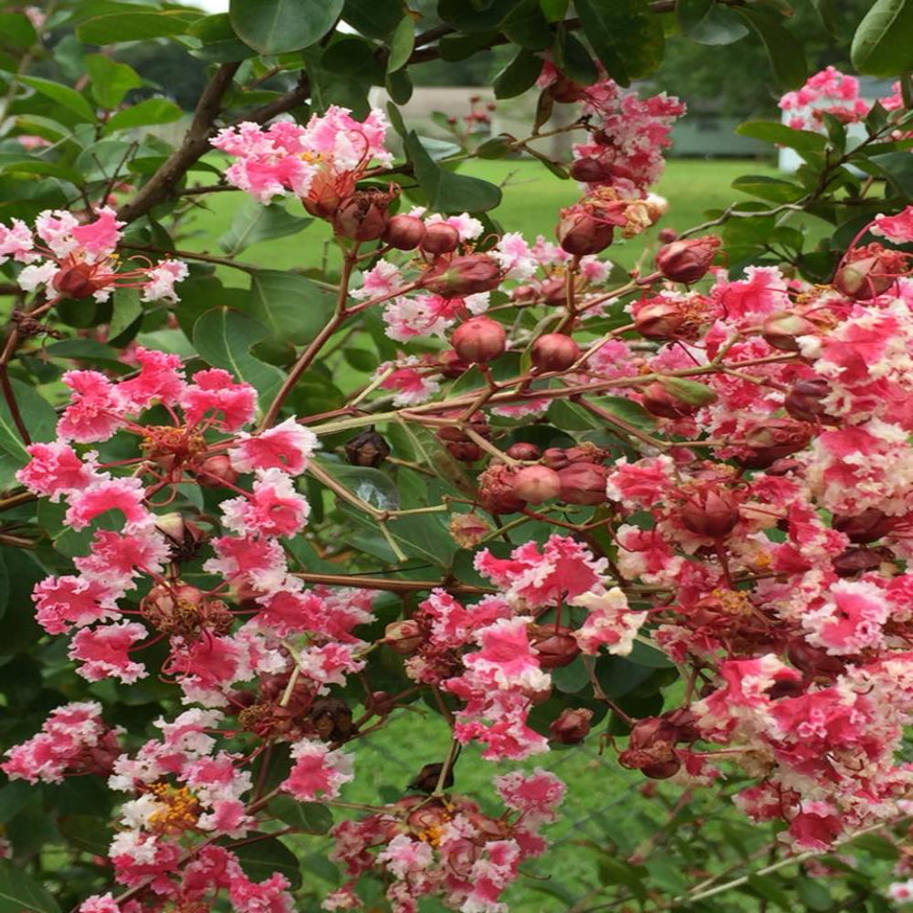 Peppermint Crape Myrtle