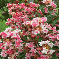 Peppermint Crape Myrtle