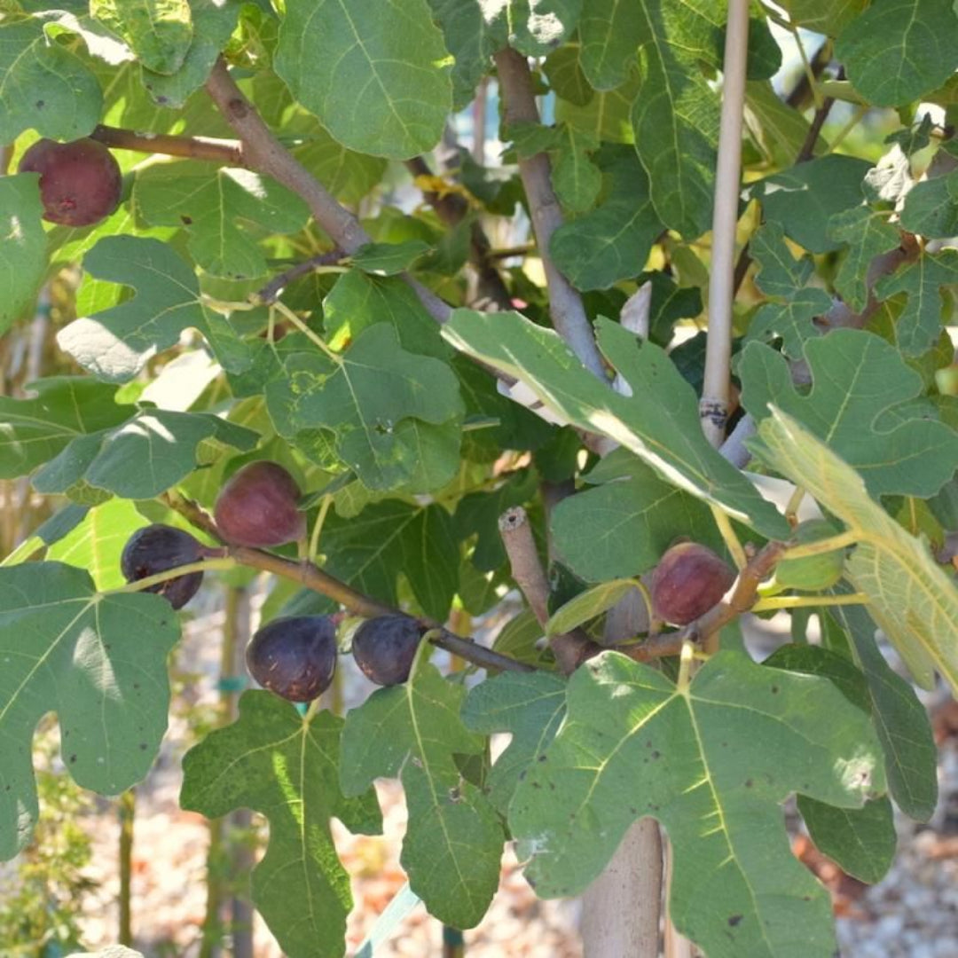 Juicy and ripe Chicago Hardy Figs ready for harvest