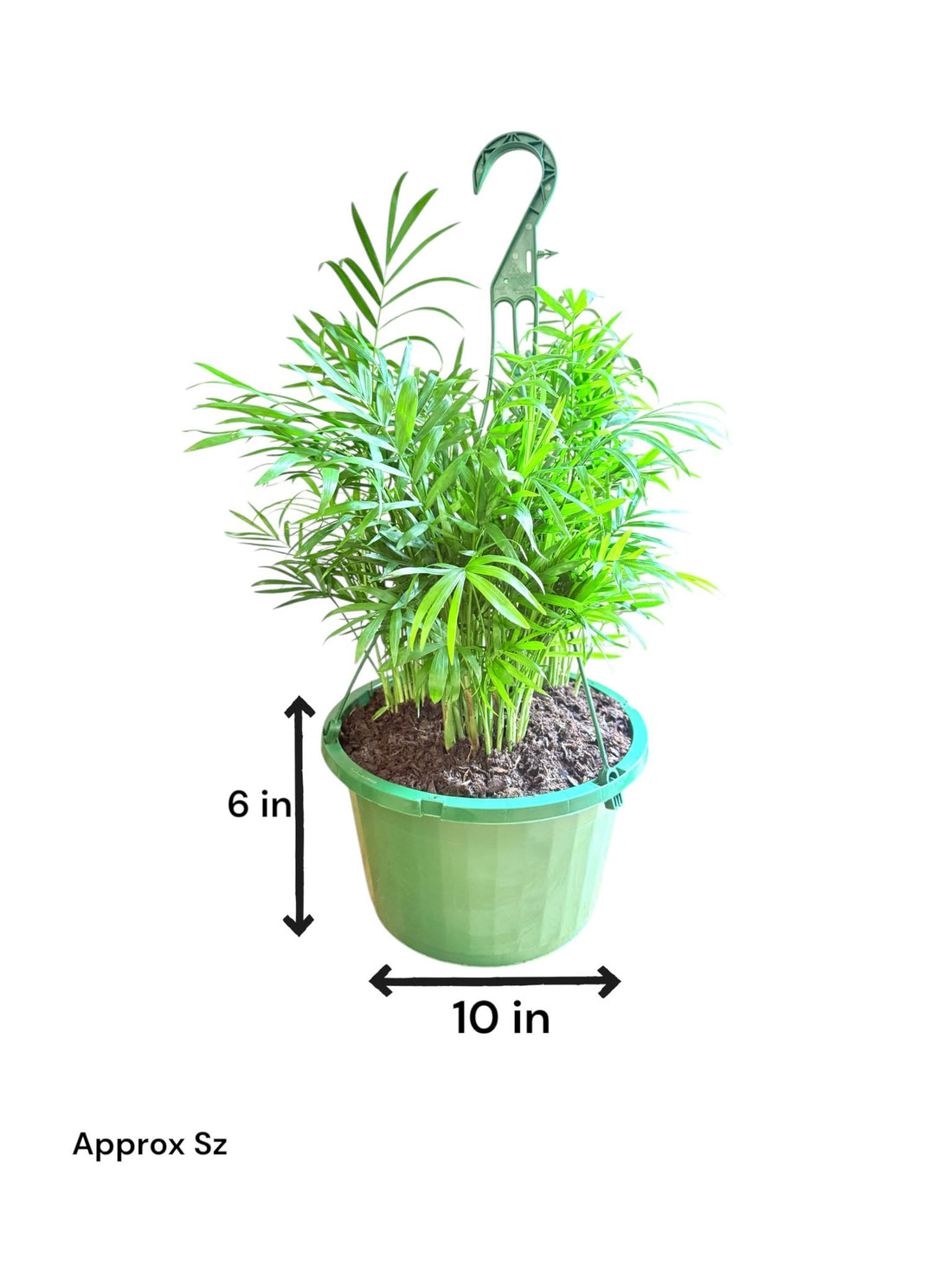 hanging palm plant Neanthe Bella Palm Hanging Basket—Elegant Indoor Tropical Plant