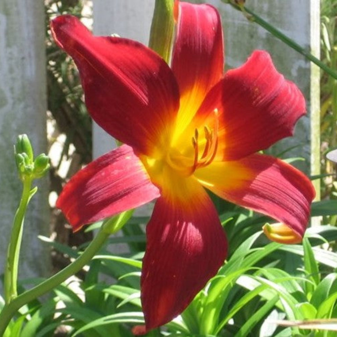 Hemerocallis &
