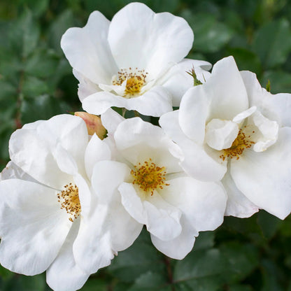 White Knockout Rose