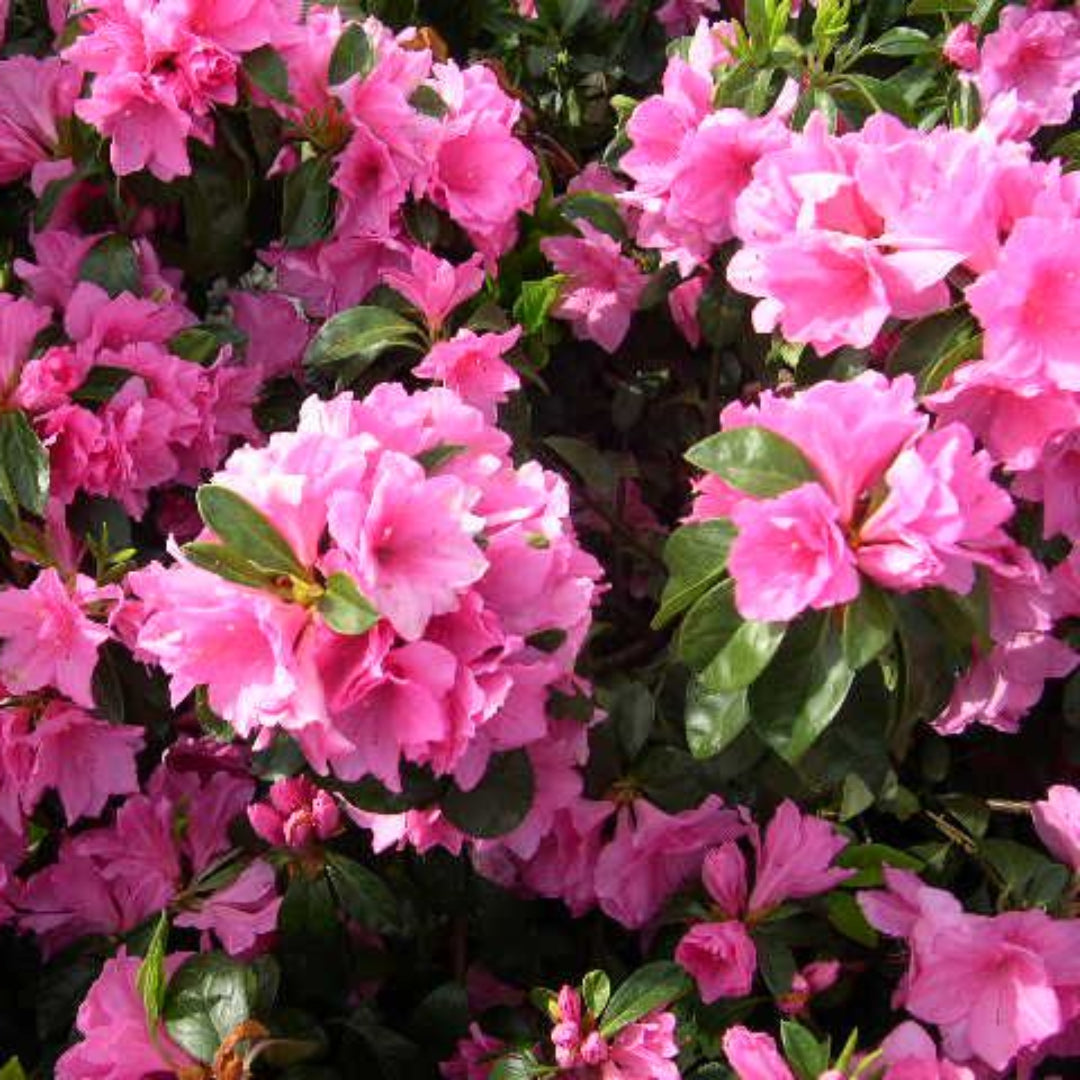 Pink Ruffle Azalea
