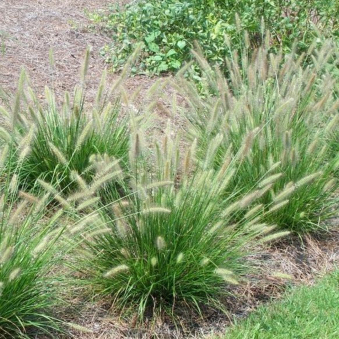 Grass: Pennisetum &