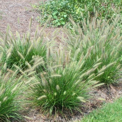 Grass: Pennisetum &