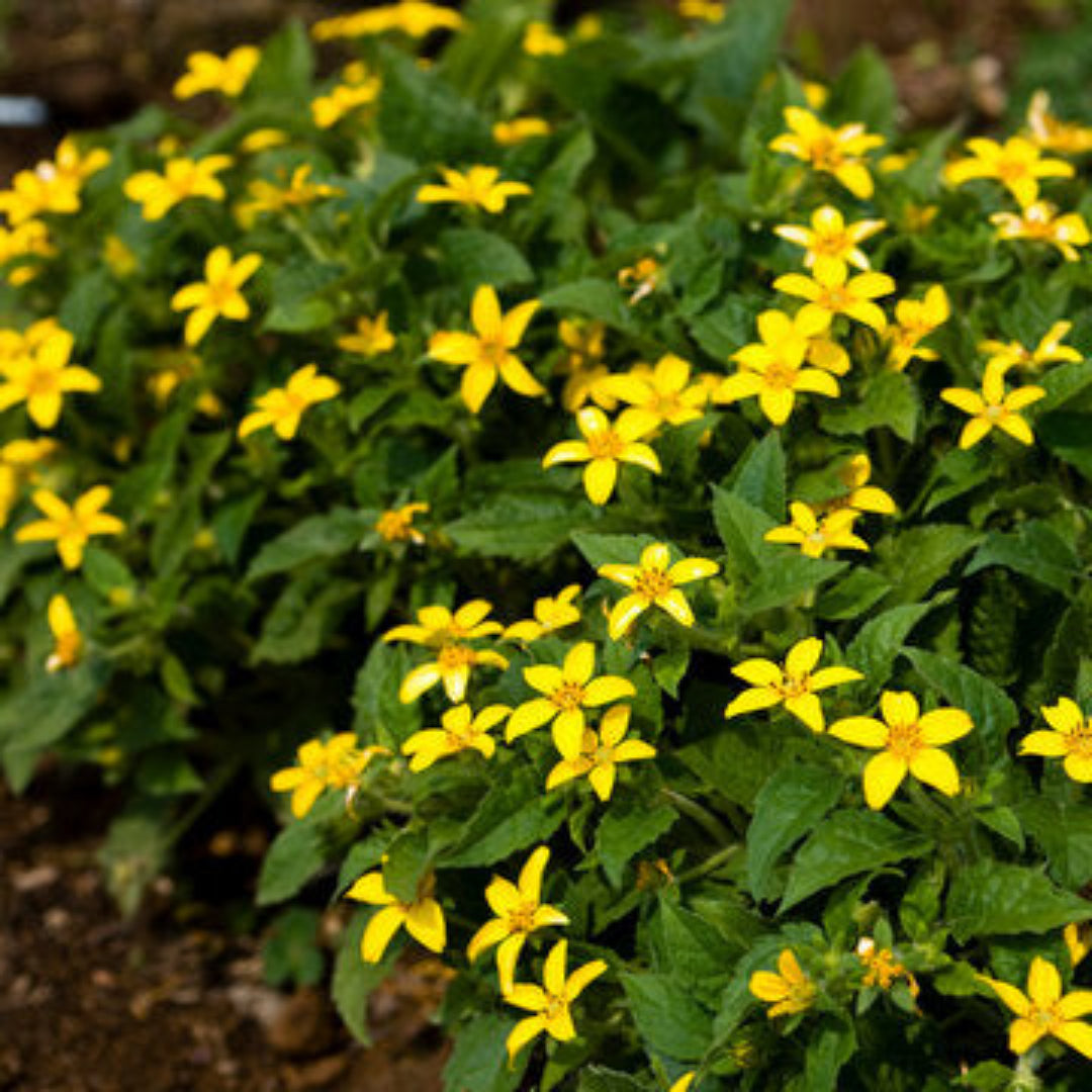 Chrysogonum Virginianum Pierre