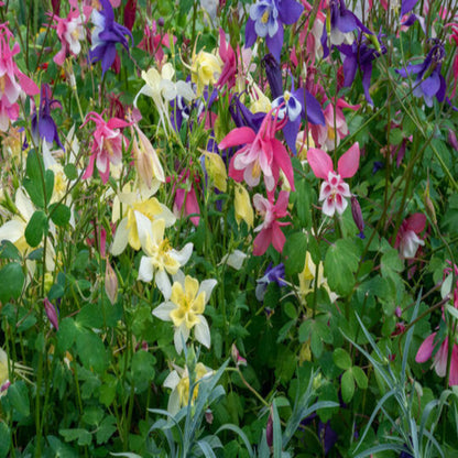 Aquilegia x hybrida Earlybird Mix (Columbine) - [EG]