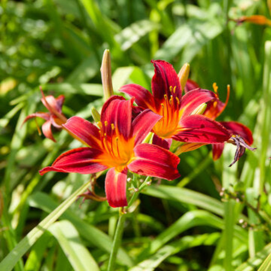 Black Prince Lilly Gorgeous Reddish-Black Blooms with Many Buds