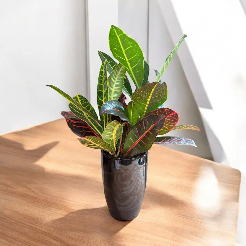 Petra Croton - Live Indoor Plant in Ceramic Pot