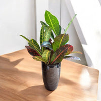 Petra Croton - Live Indoor Plant in Ceramic Pot