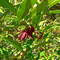 Florida Anise Tree